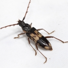 Phoracantha semipunctata at Hawker, ACT - 6 Nov 2021