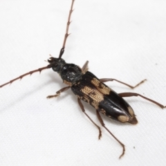 Phoracantha semipunctata at Hawker, ACT - 6 Nov 2021