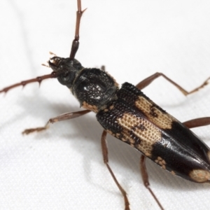 Phoracantha semipunctata at Hawker, ACT - 6 Nov 2021