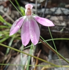 Caladenia carnea (Pink Fingers) at Jerrabomberra, NSW - 6 Nov 2021 by Lou