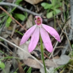 Caladenia carnea at Jerrabomberra, NSW - 6 Nov 2021