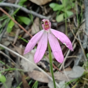 Caladenia carnea at Jerrabomberra, NSW - 6 Nov 2021