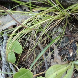 Caladenia carnea at Jerrabomberra, NSW - 6 Nov 2021