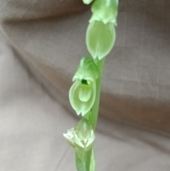 Hymenochilus muticus (Midget Greenhood) at Jerrabomberra, NSW - 6 Nov 2021 by Lou