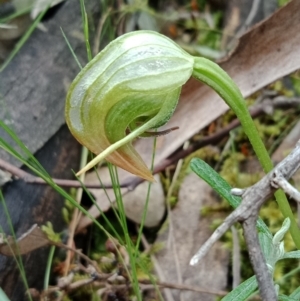 Pterostylis nutans at Jerrabomberra, NSW - suppressed