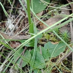 Pterostylis nutans at Jerrabomberra, NSW - suppressed