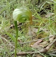 Pterostylis nutans at Jerrabomberra, NSW - suppressed