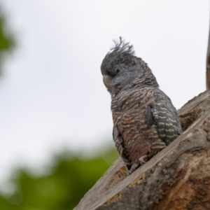 Callocephalon fimbriatum at Ainslie, ACT - 6 Nov 2021