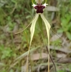 Caladenia atrovespa (Green-comb Spider Orchid) at Jerrabomberra, NSW - 6 Nov 2021 by Lou