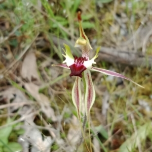 Caladenia atrovespa at Jerrabomberra, NSW - 6 Nov 2021