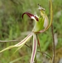 Caladenia atrovespa at Jerrabomberra, NSW - 6 Nov 2021