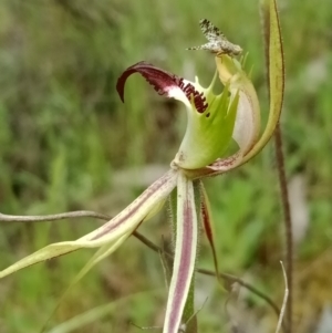 Caladenia atrovespa at Jerrabomberra, NSW - suppressed