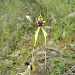 Caladenia atrovespa at Jerrabomberra, NSW - suppressed