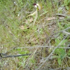 Caladenia atrovespa at Jerrabomberra, NSW - 6 Nov 2021