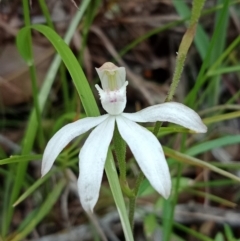 Caladenia moschata (Musky Caps) at Mount Jerrabomberra - 6 Nov 2021 by Lou