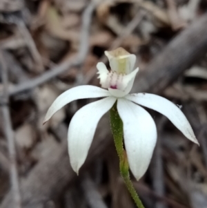 Caladenia moschata at Jerrabomberra, NSW - suppressed