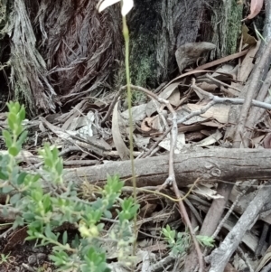 Caladenia moschata at Jerrabomberra, NSW - suppressed