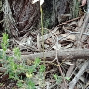 Caladenia moschata at Jerrabomberra, NSW - 6 Nov 2021