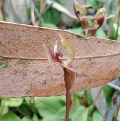 Chiloglottis trapeziformis (Diamond Ant Orchid) at Mount Jerrabomberra - 6 Nov 2021 by Lou