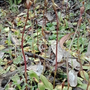 Chiloglottis trapeziformis at Jerrabomberra, NSW - 6 Nov 2021