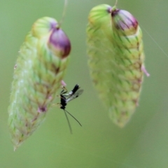 Unidentified Wasp (Hymenoptera, Apocrita) (TBC) at West Wodonga, VIC - 5 Nov 2021 by KylieWaldon