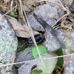 Drymaplaneta communis (Eastern Wood Runner, Common Shining Cockroach) at West Wodonga, VIC - 5 Nov 2021 by KylieWaldon