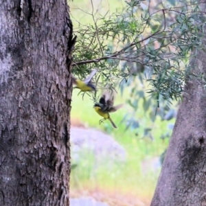 Eopsaltria australis at West Wodonga, VIC - 6 Nov 2021 07:39 AM