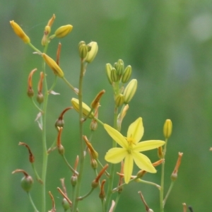 Bulbine bulbosa at West Wodonga, VIC - 6 Nov 2021 07:31 AM