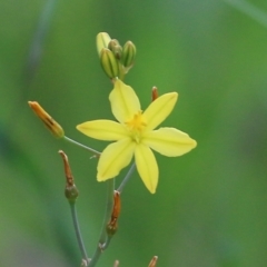 Bulbine bulbosa at West Wodonga, VIC - 6 Nov 2021 07:31 AM