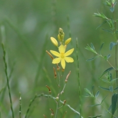 Bulbine bulbosa at West Wodonga, VIC - 6 Nov 2021 07:31 AM