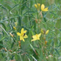 Bulbine bulbosa at West Wodonga, VIC - 6 Nov 2021 07:31 AM