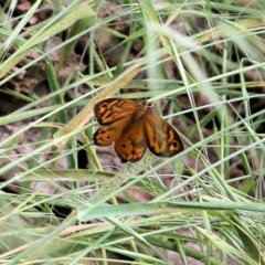 Heteronympha merope (Common Brown Butterfly) at West Wodonga, VIC - 6 Nov 2021 by KylieWaldon