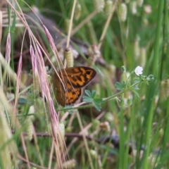 Heteronympha merope at West Wodonga, VIC - 6 Nov 2021 07:52 AM