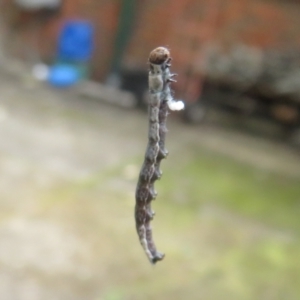 Lepidoptera unclassified IMMATURE at Flynn, ACT - 6 Nov 2021