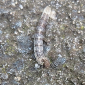 Lepidoptera unclassified IMMATURE at Flynn, ACT - 6 Nov 2021