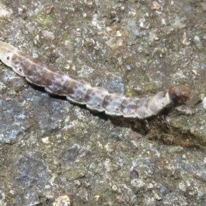 Lepidoptera unclassified IMMATURE at Flynn, ACT - 6 Nov 2021 02:01 PM