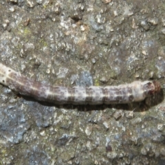 Lepidoptera unclassified IMMATURE at Flynn, ACT - 6 Nov 2021