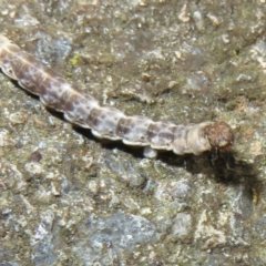 Lepidoptera unclassified IMMATURE moth at Flynn, ACT - 6 Nov 2021