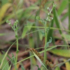 Hackelia suaveolens (Sweet Hounds Tongue) at West Wodonga, VIC - 5 Nov 2021 by KylieWaldon