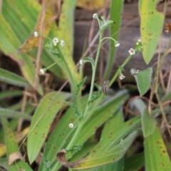 Hackelia suaveolens at West Wodonga, VIC - 6 Nov 2021 07:49 AM