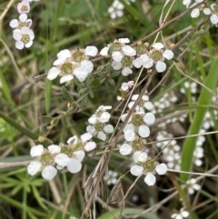 Gaudium multicaule (Teatree) at Bruce Ridge to Gossan Hill - 6 Nov 2021 by JVR