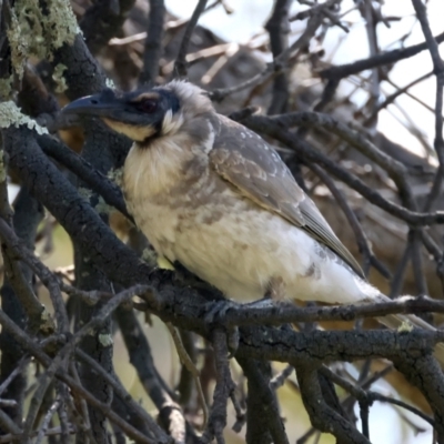 Philemon corniculatus (Noisy Friarbird) at Hackett, ACT - 25 Oct 2021 by jbromilow50