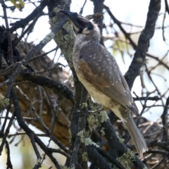 Philemon corniculatus at Hackett, ACT - 26 Oct 2021