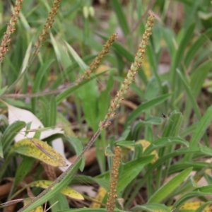 Plantago varia at West Wodonga, VIC - 6 Nov 2021 07:48 AM