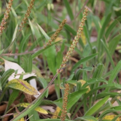 Plantago varia (Native Plaintain) at Wodonga - 5 Nov 2021 by KylieWaldon