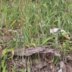 Plantago varia at West Wodonga, VIC - 6 Nov 2021