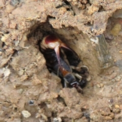 Forficula auricularia (European Earwig) at Macnamara, ACT - 6 Nov 2021 by Christine