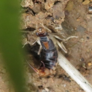 Forficula auricularia at Macnamara, ACT - 6 Nov 2021