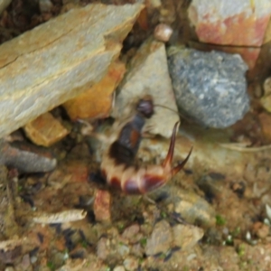 Forficula auricularia at Macnamara, ACT - 6 Nov 2021