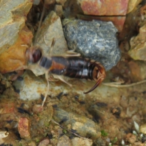 Forficula auricularia at Macnamara, ACT - 6 Nov 2021